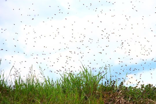 bienen schwaermen VI