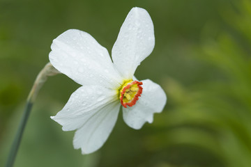 Obraz premium Нарцисс