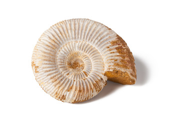 Ammonite stone