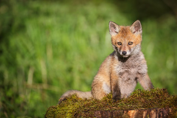 Young red fox on a bed of moss