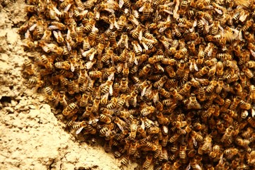 bienen schwaermen V