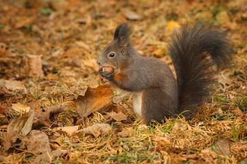 Naklejka na ściany i meble Red squirrel foraging under a hazelnut tree