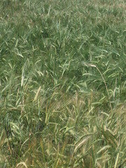 arpa hasat zamanı