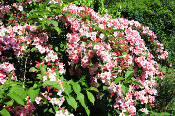Weigela
