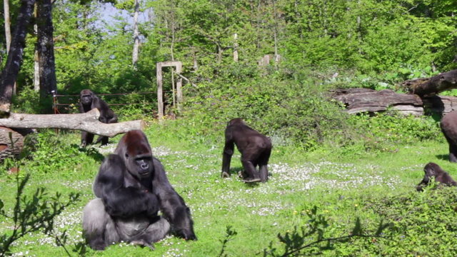 Vall&eacute;e des singes