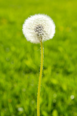 Fluffy dandelion on a green background