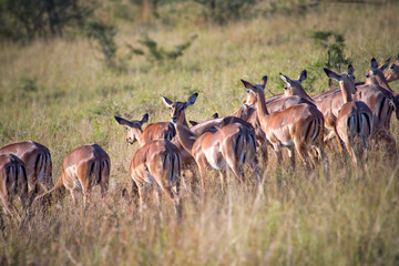 Naklejka na ściany i meble Impalas, South Africa