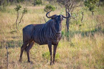 Male gnu, South Africa