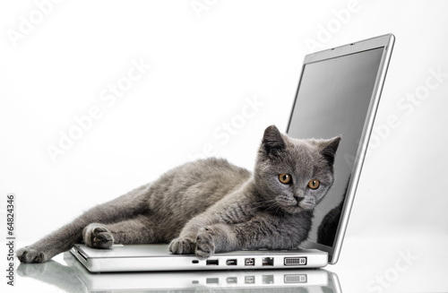 Кот с ноутбуком загрузить