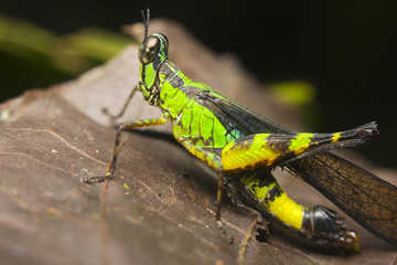 Macro of a monkey or matchstick grasshopper (Eumastacidae)