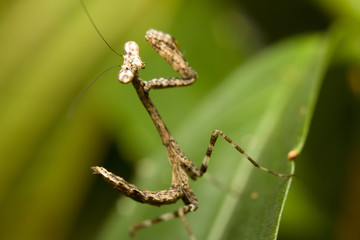 Close-up of a young praying Mantis, Borneo, Malaysia