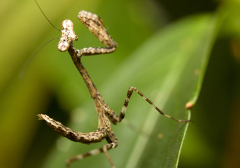 Close-up of a young praying Mantis, Borneo, Malaysia