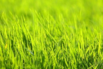 Green Grass