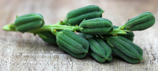 Green sesame pods