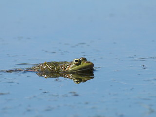 Marsh Frog, Rana ridibunda