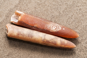 Belemnite.