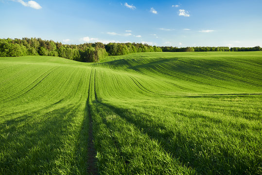 Pole zboża