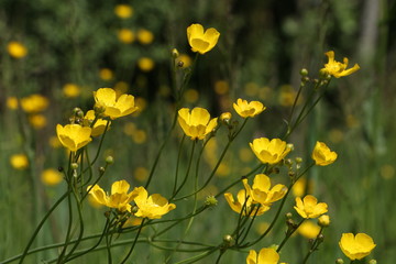 Butterblumen auf der Wiese