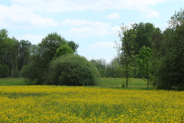 Landschaft mit Bäumen und eine Wiese mit Butterblumen