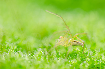 Spider in green nature background