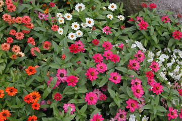 Fototapeta premium Bunte Zinnienblüten