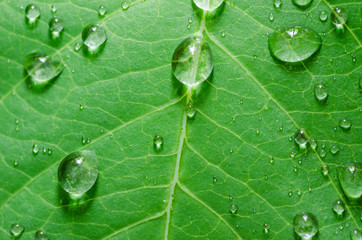 Leaf and water drops