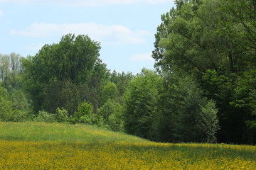 Landschaft mit Bäumen und einer Wiese mit Butterblumen