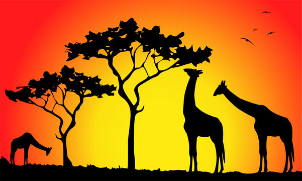 silhouette di giraffe al tramonto nella savana