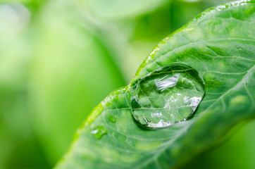 Leaf and water drops