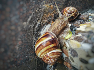 snails after rain