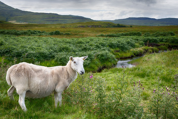 Obraz premium Sheep in the road