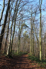 Fototapeta premium Waldweg, bedeckt mit Laub im Sonnenschein