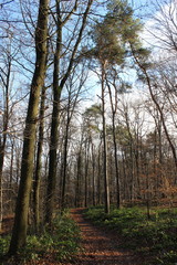 Waldweg, begrenzt mit hohen Bäumen