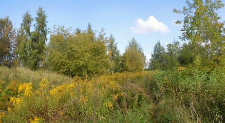 Panorama of meadow in full flower