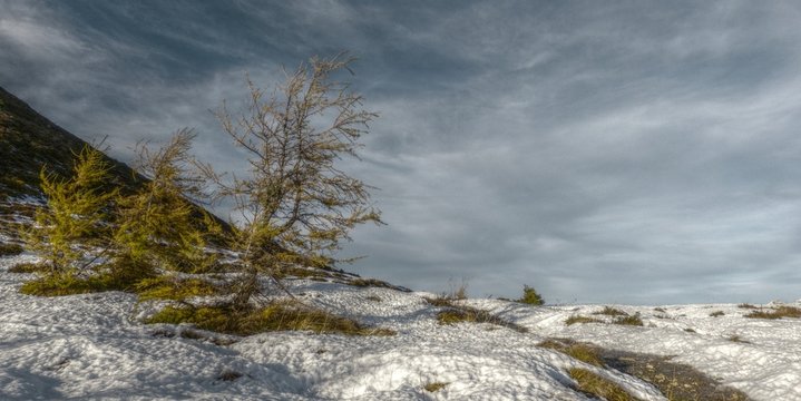 drei Bäume in Herbstfarben im Schnee in HDR