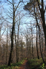 Fototapeta premium Waldweg, begrenzt mit hohen Bäumen