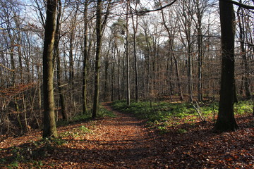 Fototapeta premium Waldweg bedeckt mit Laub, von Sonne durchflutet