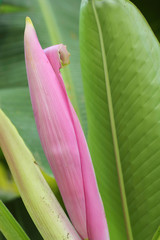 Ornamental banana flower in the nature