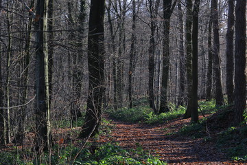 Waldweg mit Laub und Buchenstämmen