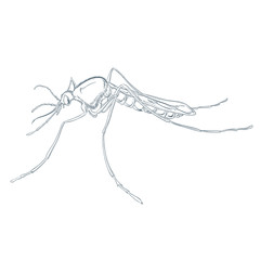 Mosquito
