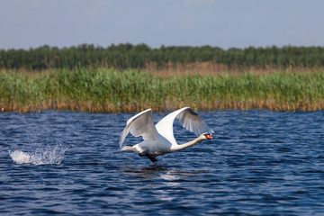 Swan fly over water