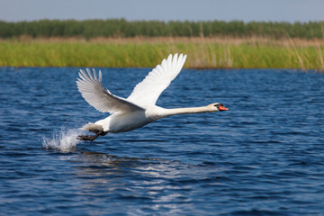 Fototapeta na wymiar Swan fly over water
