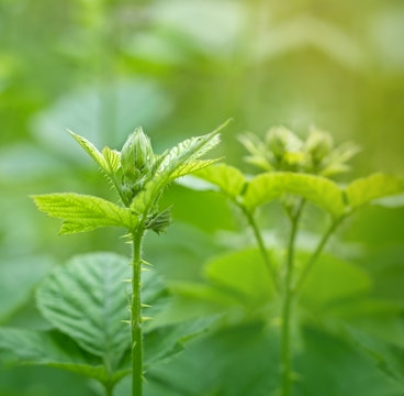Budding blackberry in forest (bud blackberry)