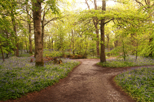 Wet paths through wet woodland