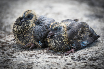 Baby birds on desert