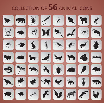 Animal icons