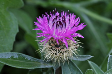 Cardo en flor.