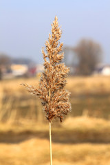Suchy kłos trawy na tle żółtego pola © Ślot
