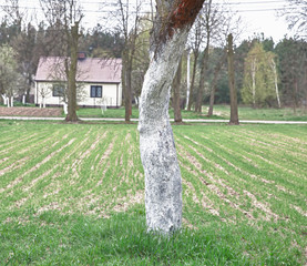 Drzewo w wiejskim krajobrazie