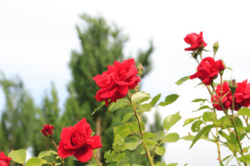 Kletterrose (Rosa filipes)